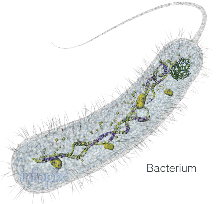 Microbiologische-Sichtbarmachung eines Bakteriums mit einfachen Animation