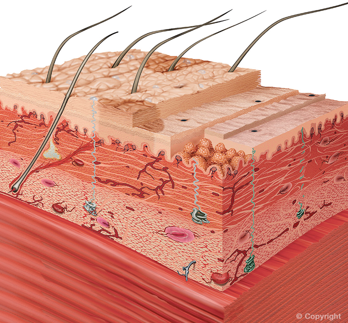 Visualisierung der Struktur der menschlichen Haut