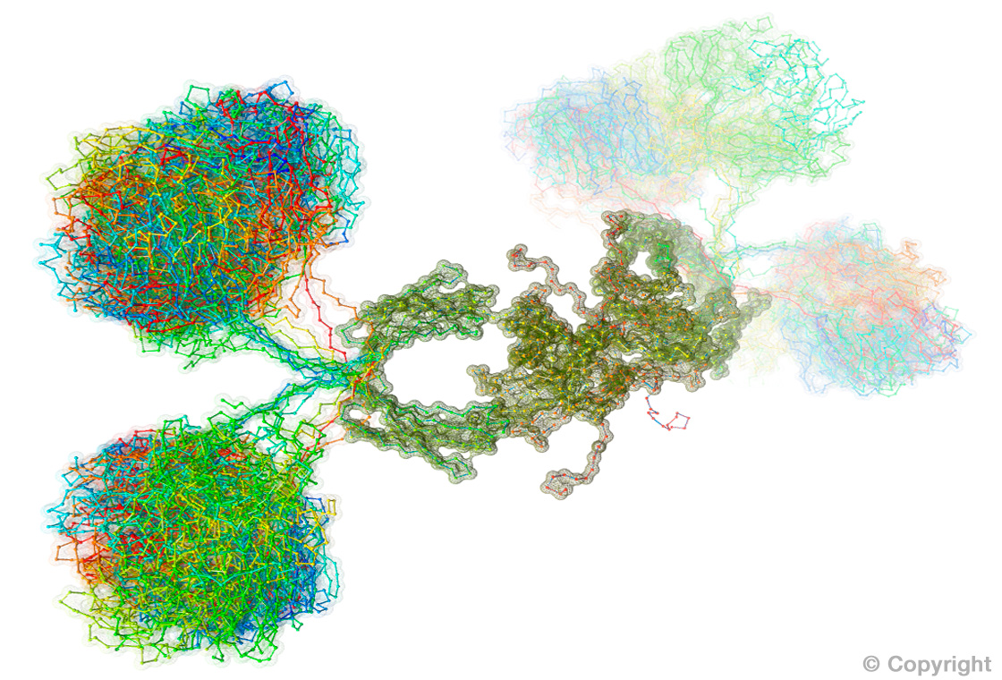 Visualisation eines Antikörpers